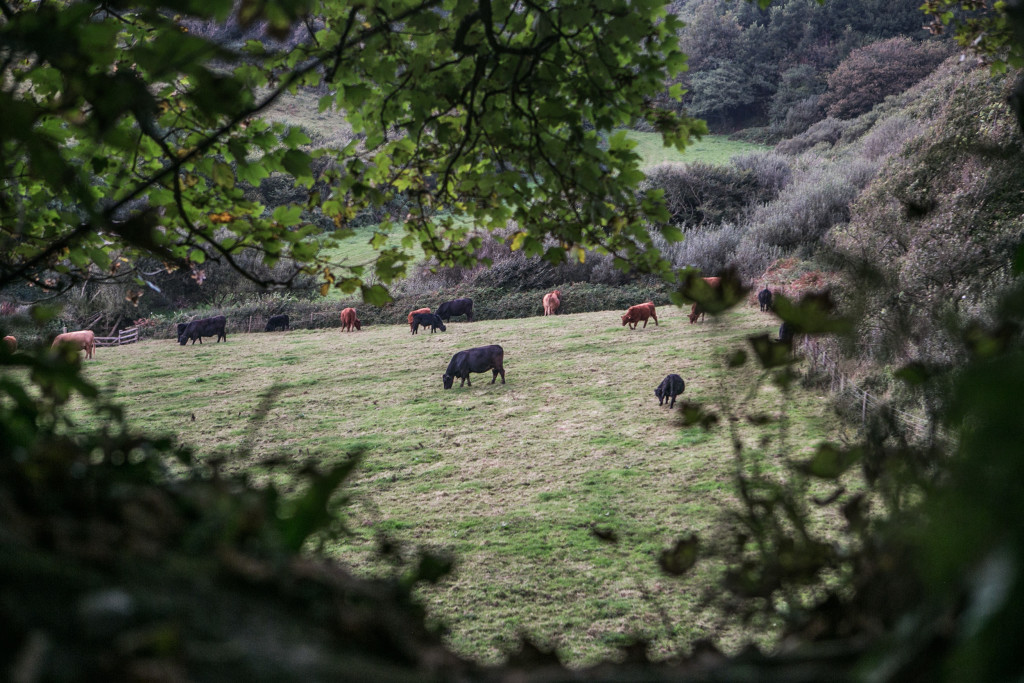 Die weidenden Kühe Cornwalls.